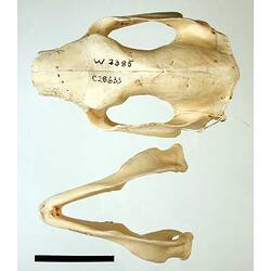 Koala skull and lower jaw beside each other, outer surfaces visible.