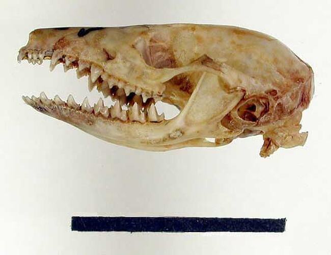 Lateral view of dunnart skull.