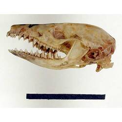 Lateral view of dunnart skull.