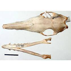 Bandicoot lower jaw beside skull, outside surfaces visible.