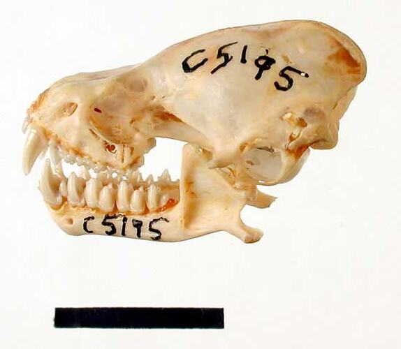 Lateral view of bat skull with scale bar.