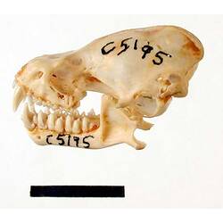 Lateral view of bat skull with scale bar.
