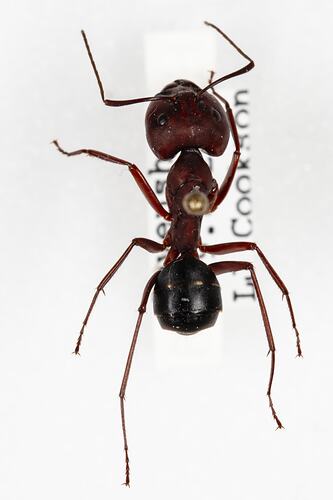 <em>Camponotus</em> sp., carpenter ant. [HYM 99116]