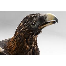 <em>Aquila audax audax</em>, Wedge-tailed Eagle. [B 21635]
