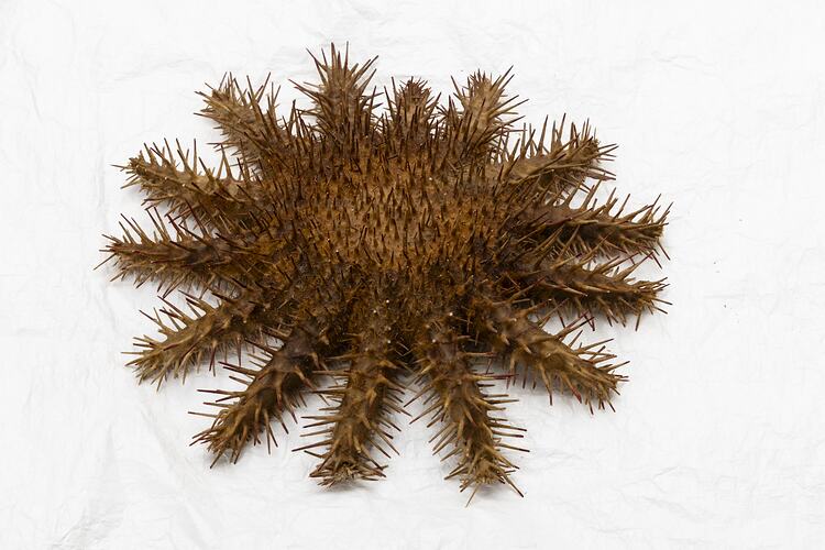 <em>Acanthaster planci</em>, seastar. [F 84312]