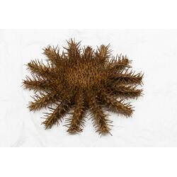 <em>Acanthaster planci</em>, seastar. [F 84312]