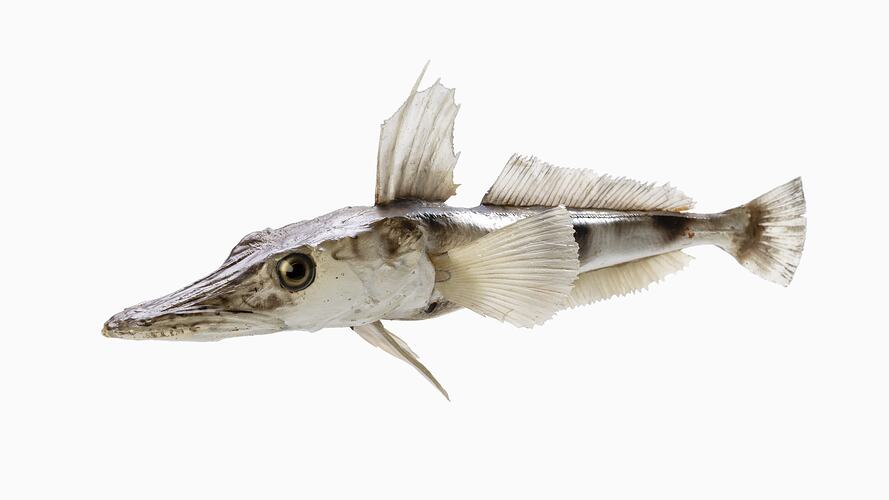 <em>Channichthys rhinoceratus</em>, Unicorn Icefish, model. [A 20032]