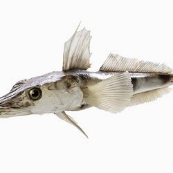 Our Wondrous Planet, Ice: Model - Unicorn Icefish, <em>Channichthys rhinoceratus</em> Richardson, 1844