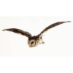 <em>Tyto novaehollandiae</em>, Masked Owl. [B 35109]
