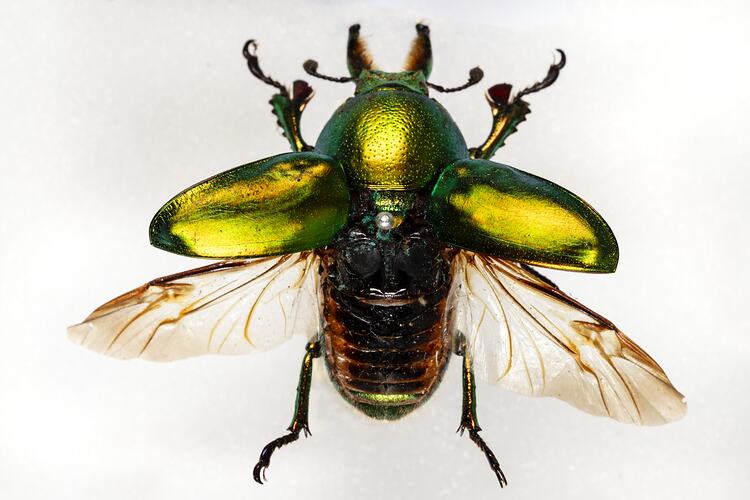 <em>Lamprima aurata</em>, Golden Stag Beetle. [COL 143773]