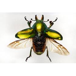 Our Wondrous Planet, Our Wild Family: Dry Specimen - Golden Stag Beetle, <em>Lamprima aurata</em> Latreille, 1817