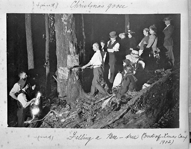 Felling a Bee-tree (End of Xmas Camp 1902)