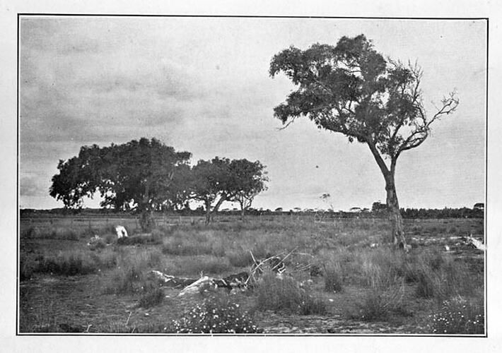 A landscape near Aspendale.