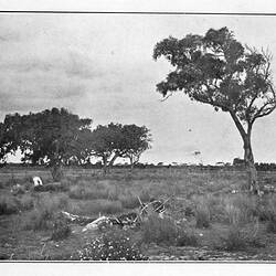 Photograph - by A.J. Campbell, Aspendale, Victoria, circa 1905