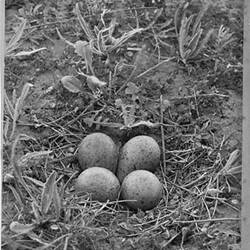 Photograph - Nest of the Black-Breasted Plover, by A.J. Campbell, Victoria, circa 1895