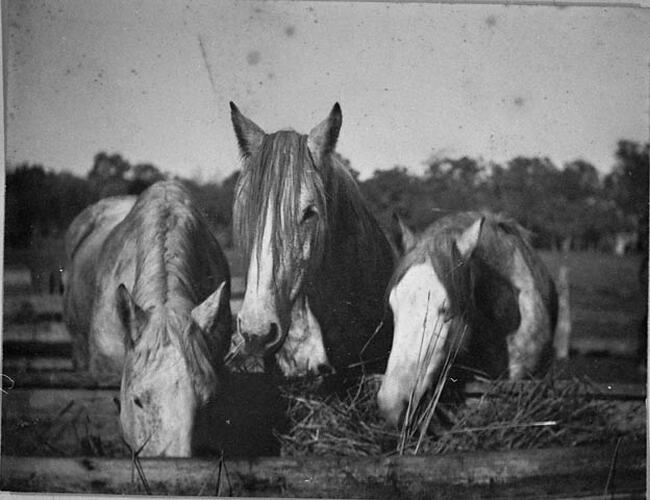 Three horses eating from a trough.