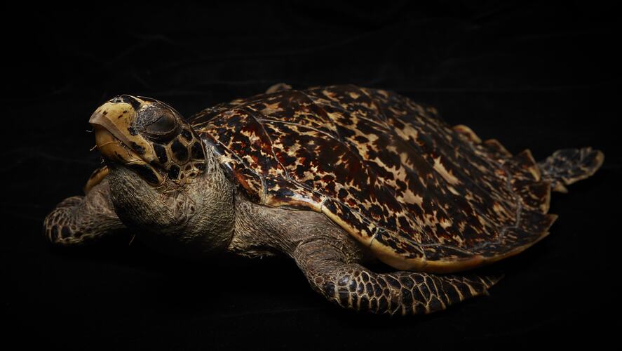 <em>Eretmochelys imbricata</em>, Hawksbill Turtle. [D 74541]