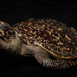Our Wondrous Planet, Reef: Taxidermy Mount - Hawksbill Turtle, <em>Eretmochelys imbricata</em> (Linnaeus, 1776)