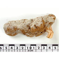 Hermit crab specimen just protruding from encrusted shell beside scale bar.