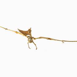 Articulated cast of a Pteranodon skeleton posed as if in flight.