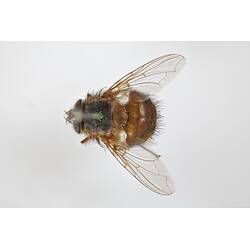 Dorsal view of pinned blowlfy specimen.