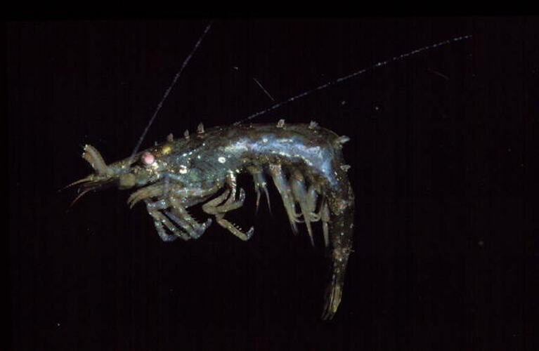 Lateral view of shrimp specimen.