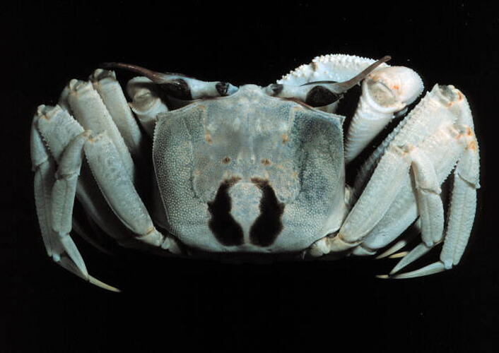 Dorsal view of crab specimen.