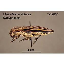 Jewel beetle specimen, male, lateral view.