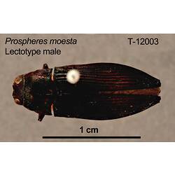 Jewel beetle specimen, male, dorsal view.