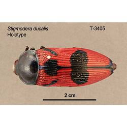 Jewel beetle specimen, dorsal view.