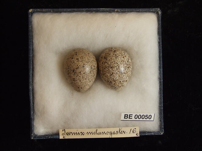 Two bird eggs with specimen labels in box.