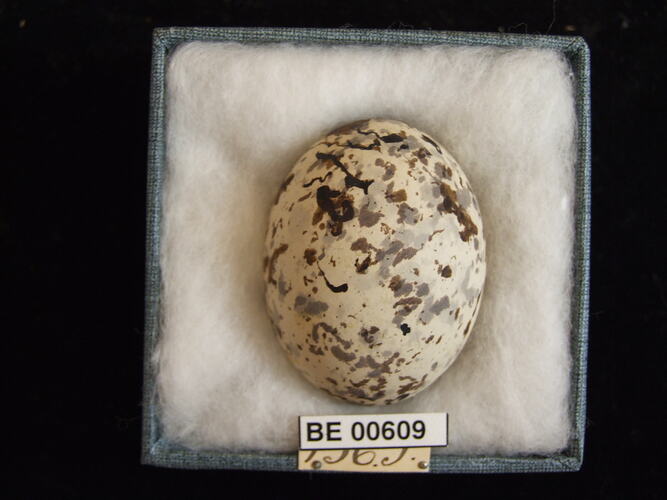 Bird egg with specimen labels in box.