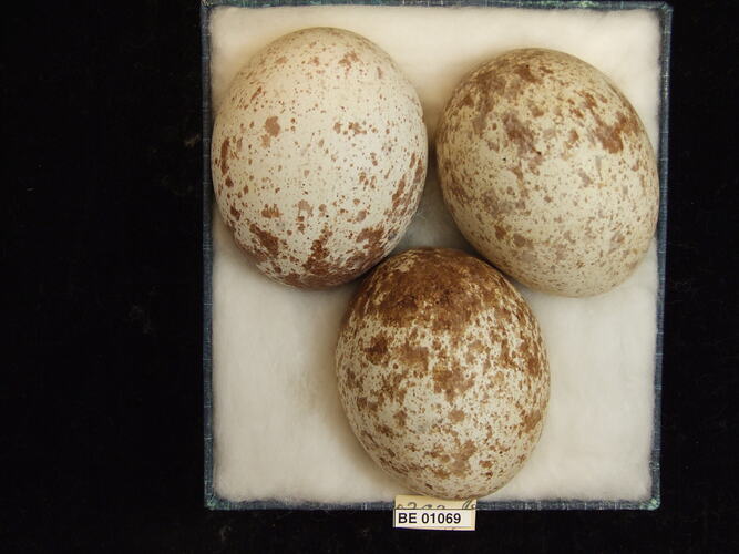 Three bird eggs and specimen label in box.