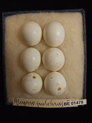 Six bird eggs with specimen labels in box.