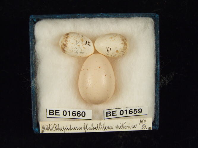 Three bird eggs with specimen labels in box.