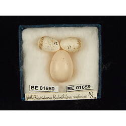 <em>Rhipidura albiscapa alisteri</em>