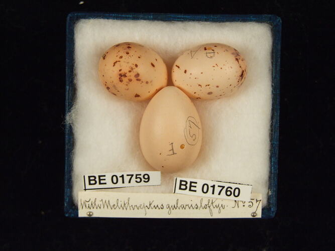 Three bird eggs with specimen labels in box.