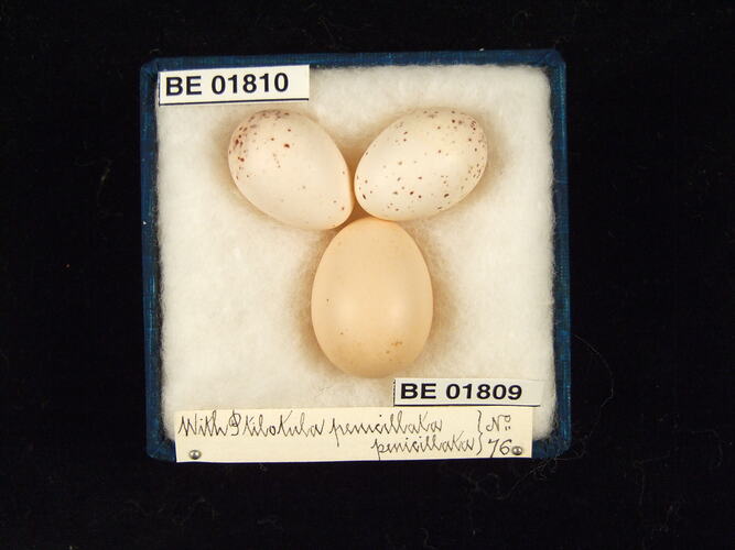 Three bird eggs with specimen labels in box.