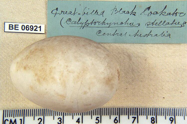 Bird egg with specimen labels beside ruler.