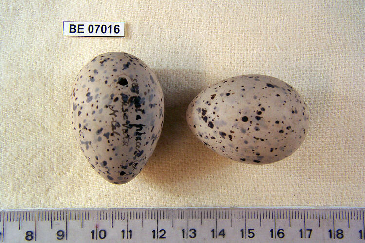 Two bird eggs and specimen label beside ruler.