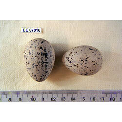 <em>Sternula albifrons sinensis</em> (Gmelin, 1789)