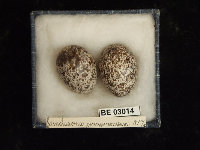 Two bird eggs in box with labels.