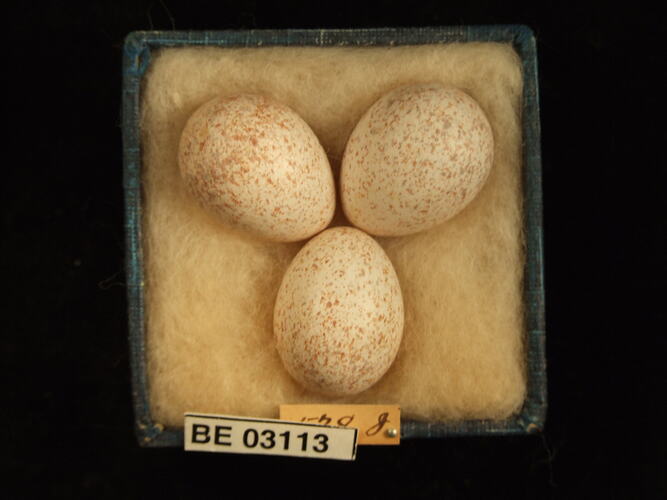 Three bird eggs in box with labels.