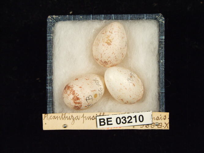 Three bird eggs in box with labels.