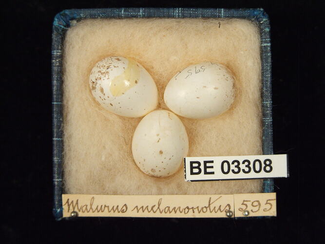 Three bird eggs in box with labels.