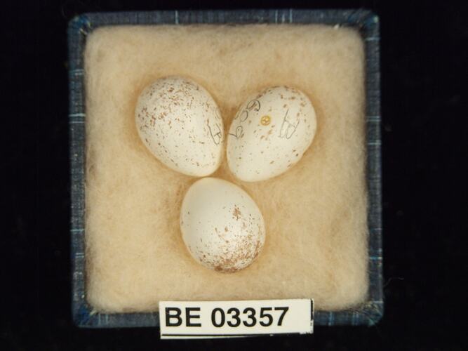 Three bird eggs in box with labels.