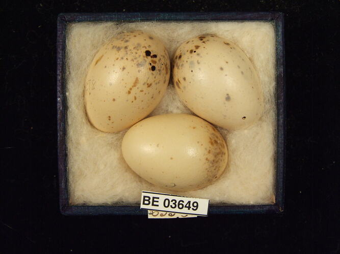 Three bird eggs in box with specimen labels.