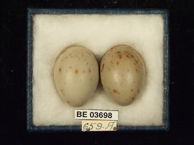 Two bird eggs in box with specimen labels.