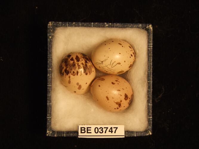 Three bird eggs in box with specimen label.