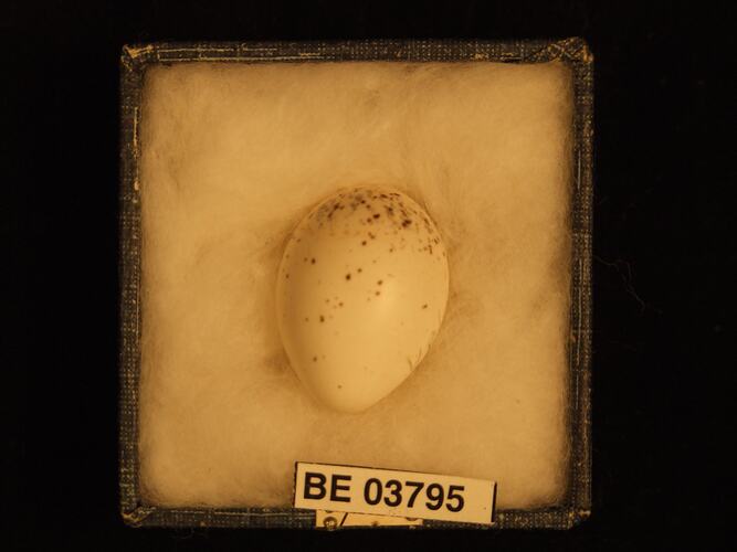 Bird egg in box with specimen labels.